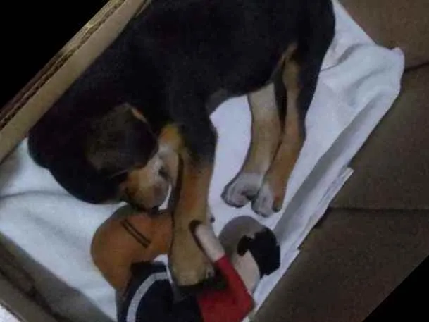 Cachorro ra a Beagle idade 2 a 6 meses nome Yufi
