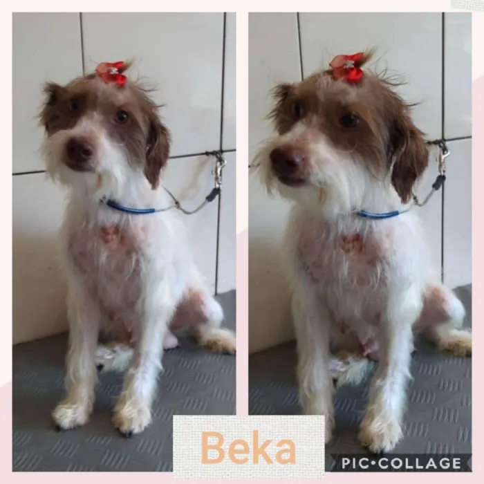 Cachorro ra a SRD-ViraLata idade 1 ano nome BEKA