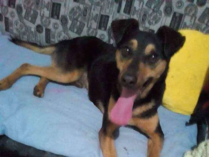 Cachorro ra a Vira lata idade 2 anos nome Dourado