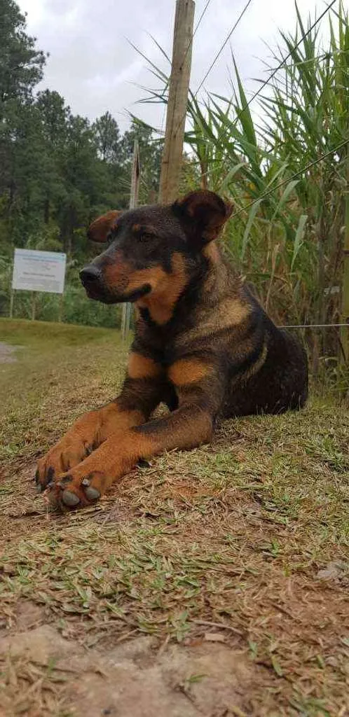 Cachorro ra a Vira lata idade 2 a 6 meses nome Serena