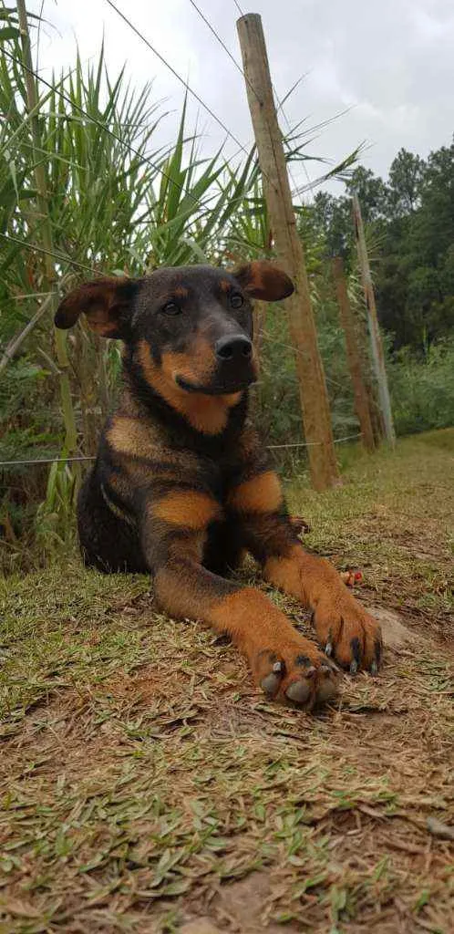 Cachorro ra a Vira lata idade 2 a 6 meses nome Serena