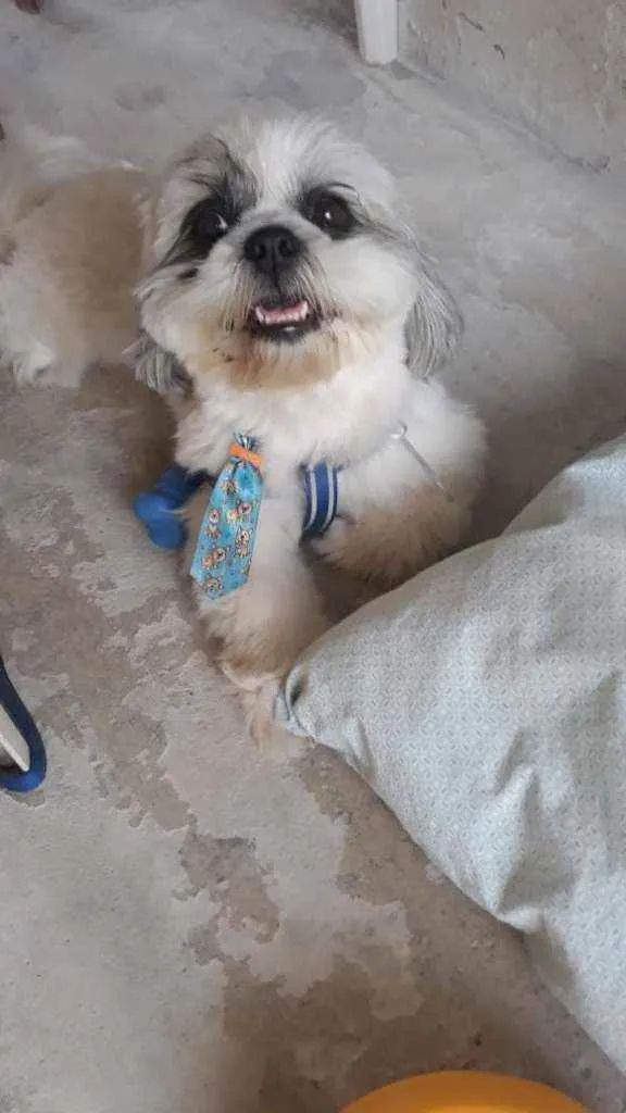 Cachorro ra a Shihtzu  idade 4 anos nome Bob