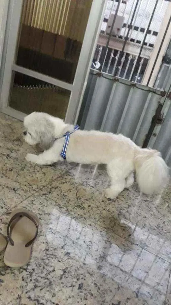 Cachorro ra a Shihtzu  idade 4 anos nome Bob