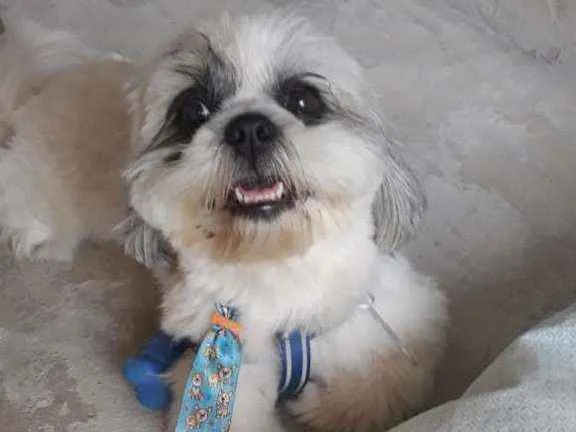 Cachorro ra a Shihtzu  idade 4 anos nome Bob