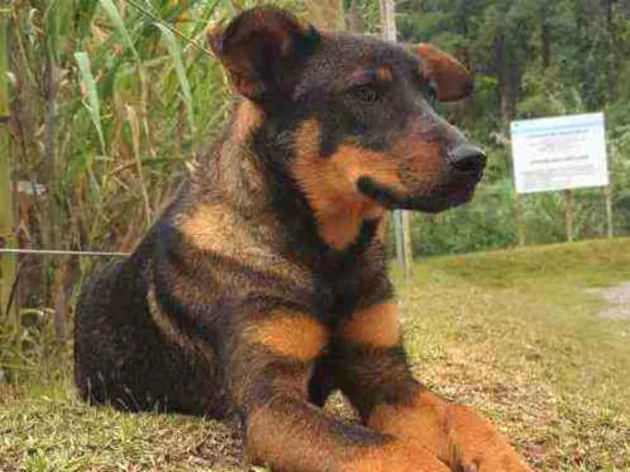 Cachorro ra a Vira lata idade 2 a 6 meses nome Serena