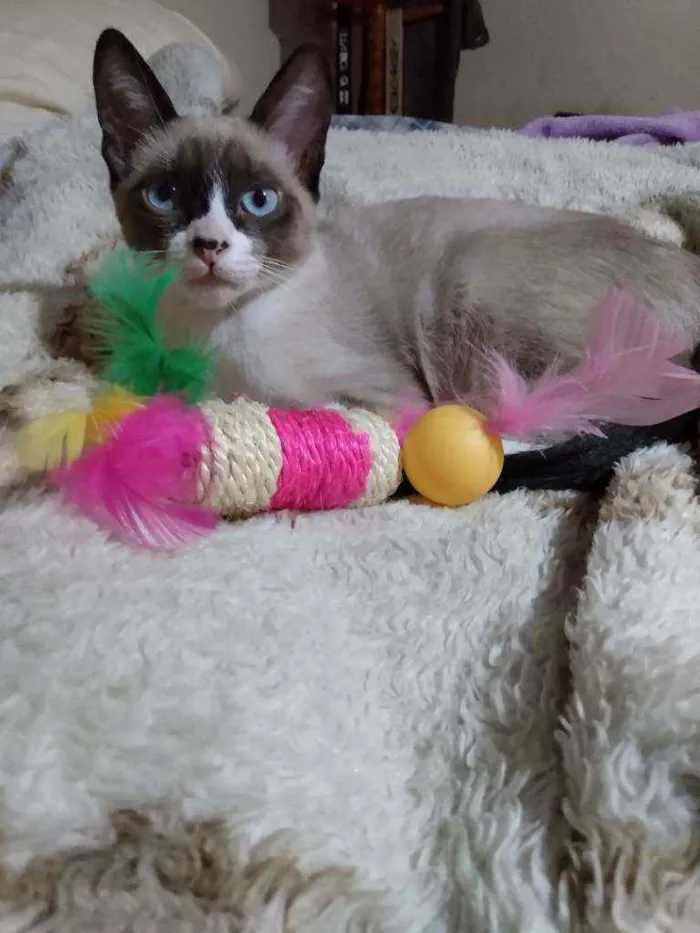 Gato ra a Ciames mestiça idade 7 a 11 meses nome Amora