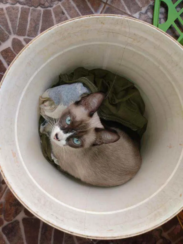 Gato ra a Ciames mestiça idade 7 a 11 meses nome Amora