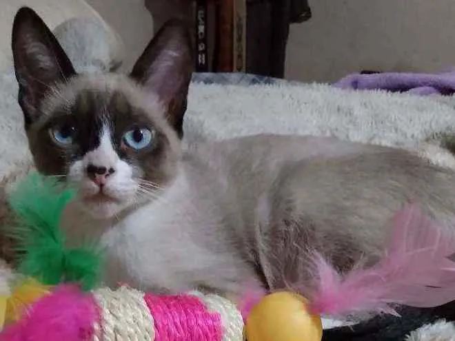 Gato ra a Ciames mestiça idade 7 a 11 meses nome Amora