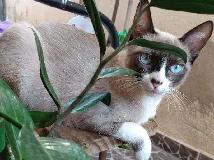 Gato ra a Ciames mestiça idade 7 a 11 meses nome Amora