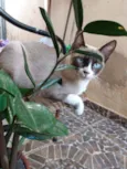 Amora