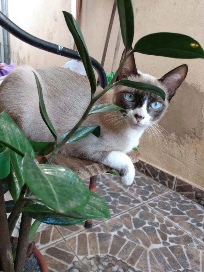 Gato ra a Ciames mestiça idade 7 a 11 meses nome Amora