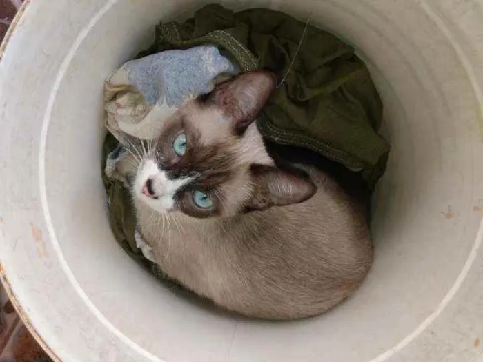 Gato ra a Ciames mestiça idade 7 a 11 meses nome Amora