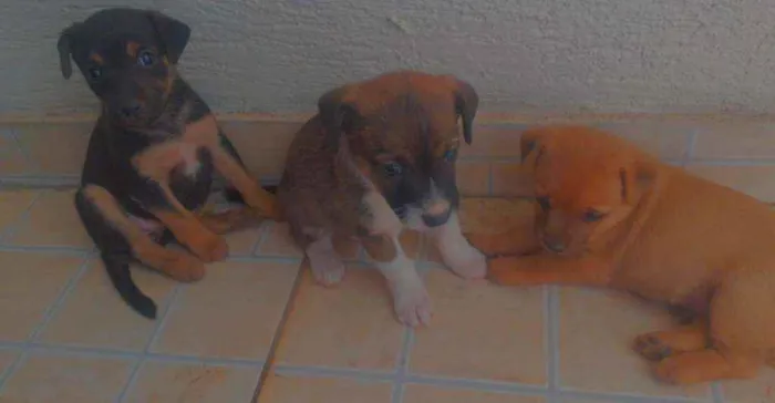 Cachorro ra a Srd idade Abaixo de 2 meses nome Sem nomes