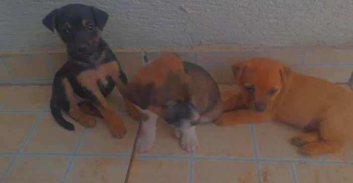 Cachorro ra a Srd idade Abaixo de 2 meses nome Sem nomes