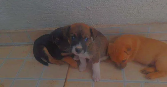 Cachorro ra a Srd idade Abaixo de 2 meses nome Sem nomes