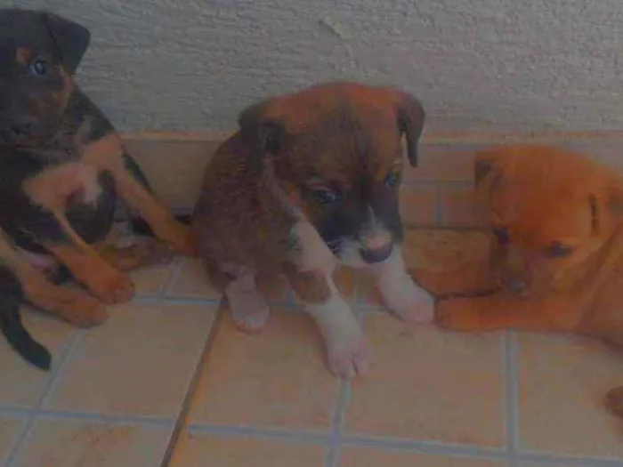 Cachorro ra a Srd idade Abaixo de 2 meses nome Sem nomes