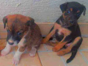 Cachorro raça Srd idade Abaixo de 2 meses nome Sem nomes