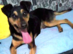 Cachorro raça Vira lata idade 2 anos nome Dourado