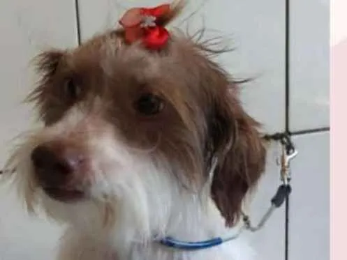 Cachorro ra a SRD-ViraLata idade 1 ano nome BEKA