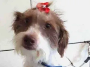 Cachorro raça SRD-ViraLata idade 1 ano nome BEKA