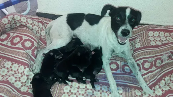 Cachorro ra a Srd idade Abaixo de 2 meses nome Bela,hulk,todi,preta