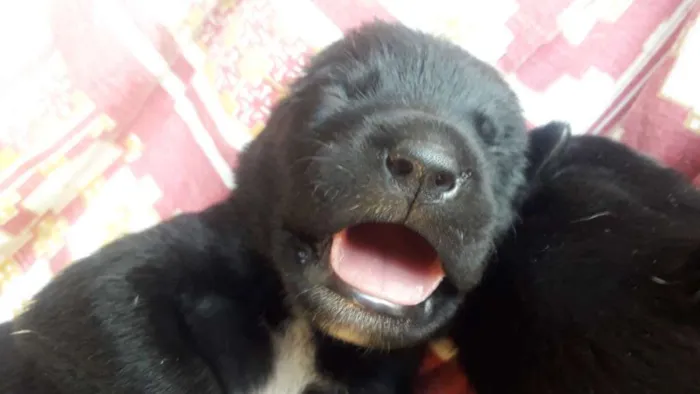 Cachorro ra a Srd idade Abaixo de 2 meses nome Bela,hulk,todi,preta