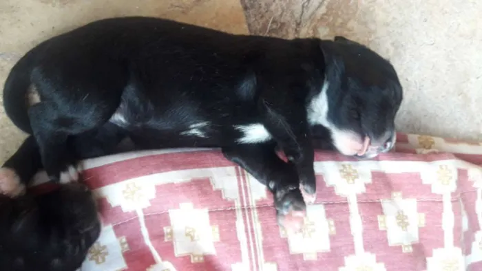 Cachorro ra a Srd idade Abaixo de 2 meses nome Bela,hulk,todi,preta