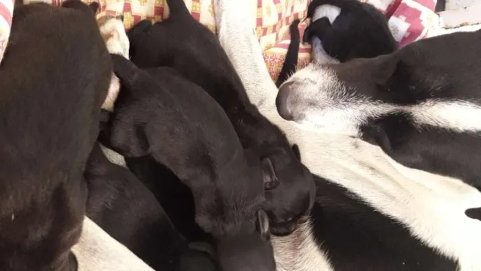 Cachorro ra a Srd idade Abaixo de 2 meses nome Bela,hulk,todi,preta