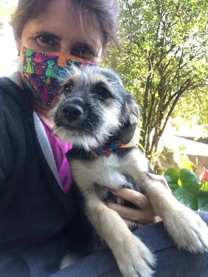 Cachorro ra a Srd idade 2 a 6 meses nome Boris