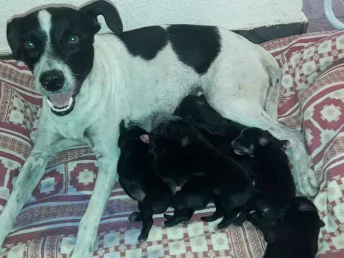 Cachorro ra a Srd idade Abaixo de 2 meses nome Bela,hulk,todi,preta
