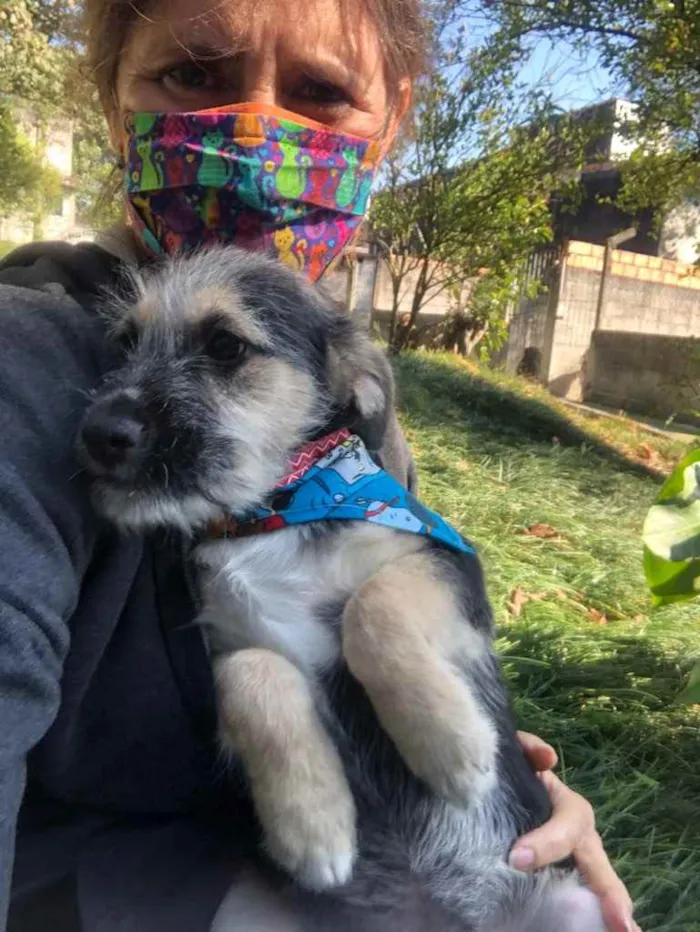 Cachorro ra a Srd idade 2 a 6 meses nome Boris