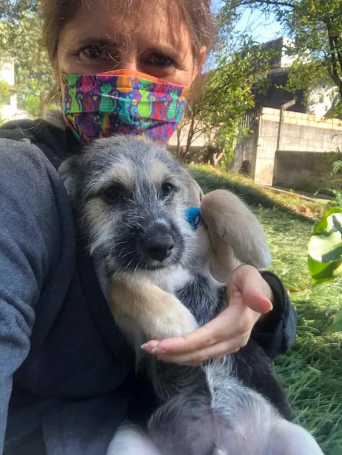 Cachorro ra a Srd idade 2 a 6 meses nome Boris