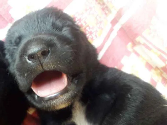 Cachorro ra a Srd idade Abaixo de 2 meses nome Bela,hulk,todi,preta