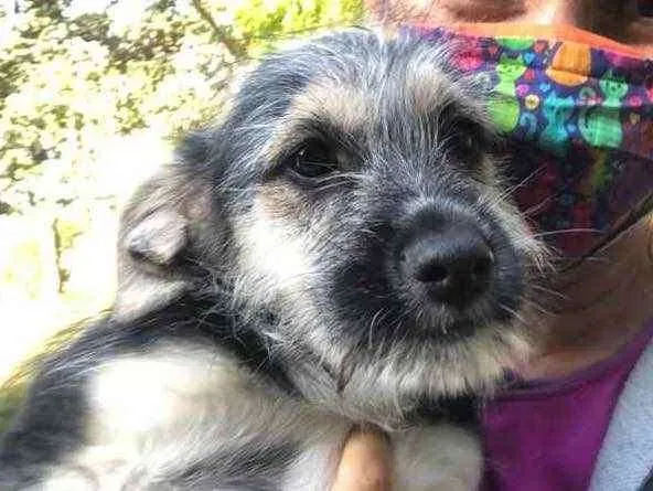 Cachorro ra a Srd idade 2 a 6 meses nome Boris