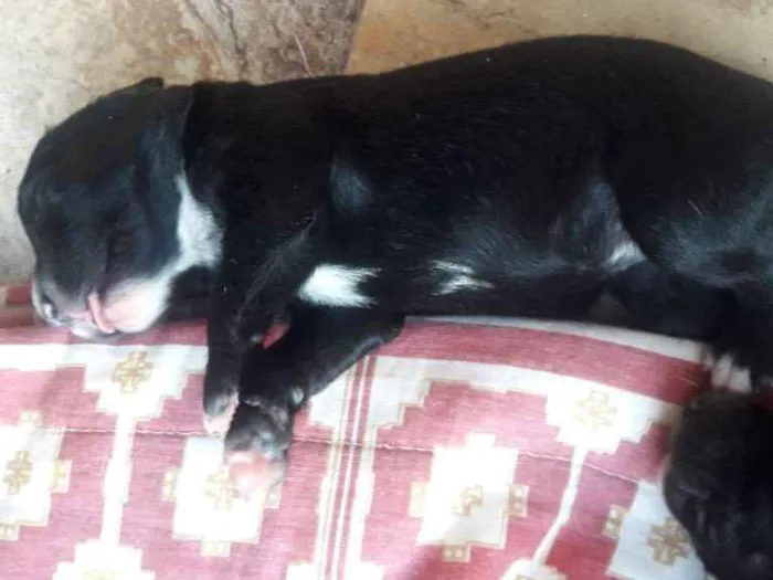Cachorro ra a Srd idade Abaixo de 2 meses nome Bela,hulk,todi,preta