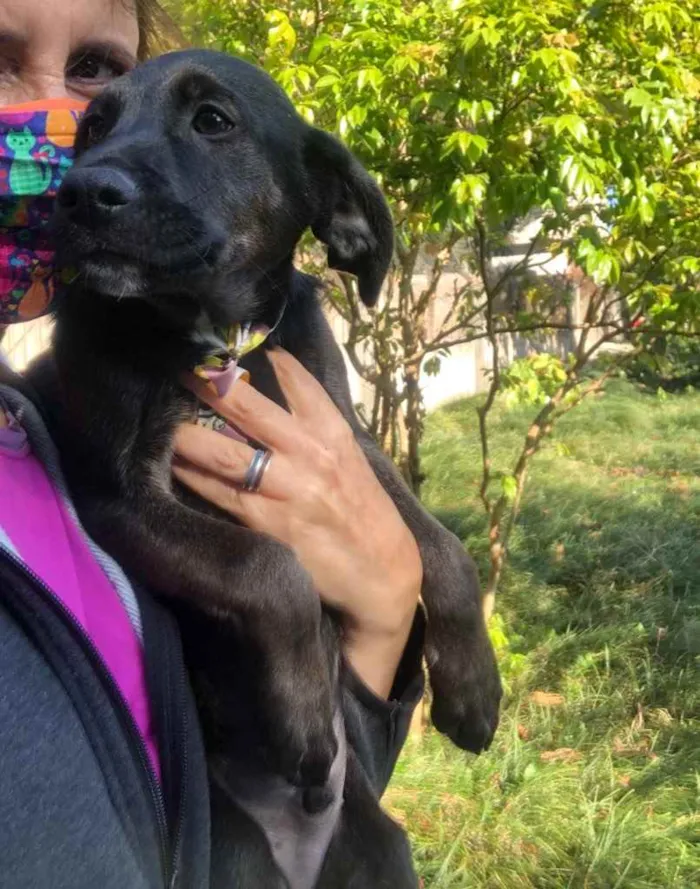 Cachorro ra a Srd idade 2 a 6 meses nome Bill