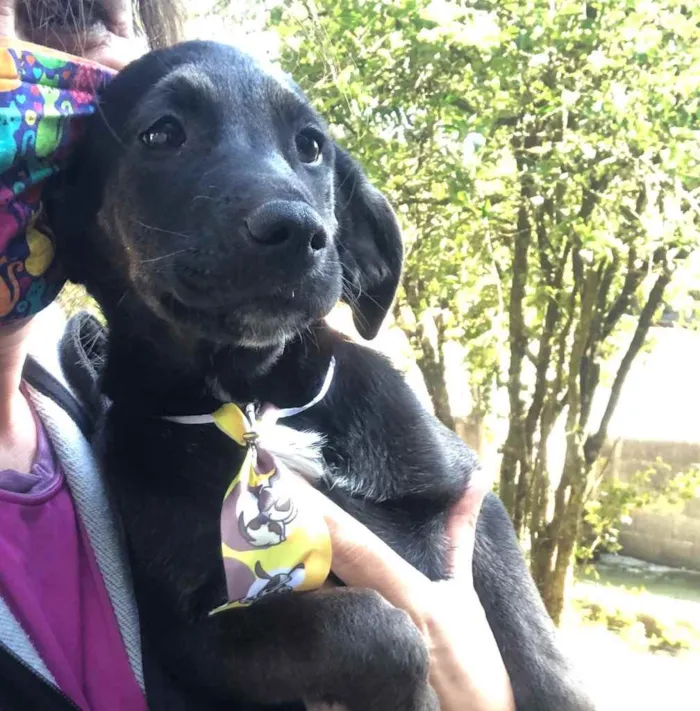 Cachorro ra a Srd idade 2 a 6 meses nome Bill