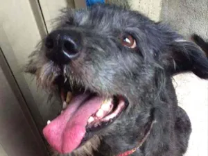 Cachorro raça SRD idade 5 anos nome Farrapo