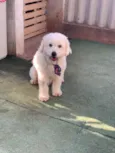 Nicholas