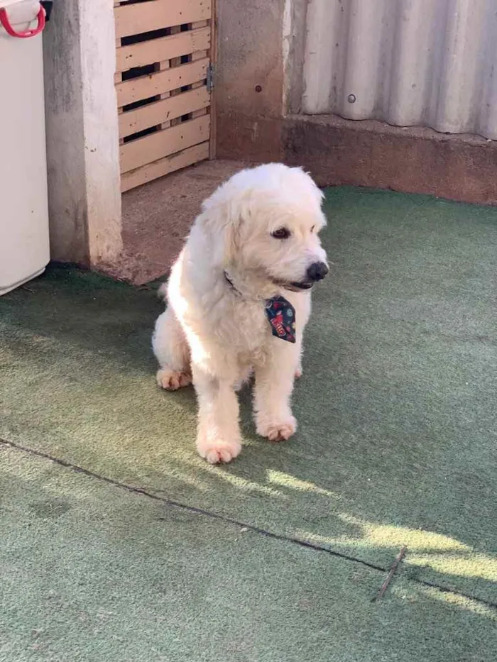 Cachorro ra a Poodle idade  nome Nicholas