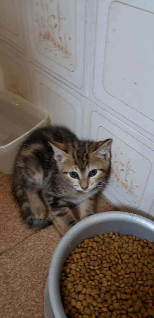 Gato ra a Srd idade 2 a 6 meses nome Bebes para adocao