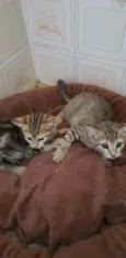 Bebes para adocao