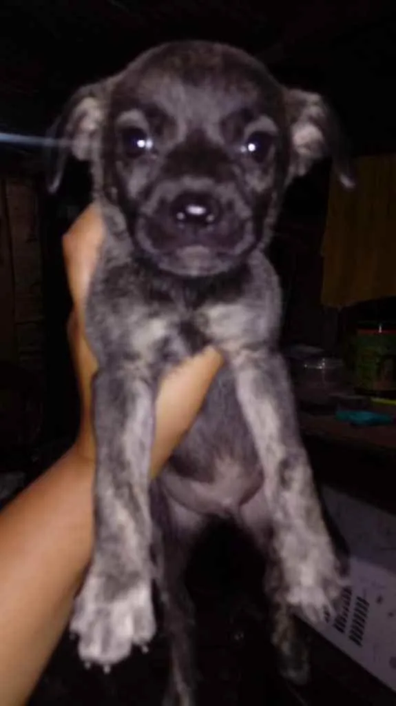 Cachorro ra a Srd idade Abaixo de 2 meses nome Sem nome