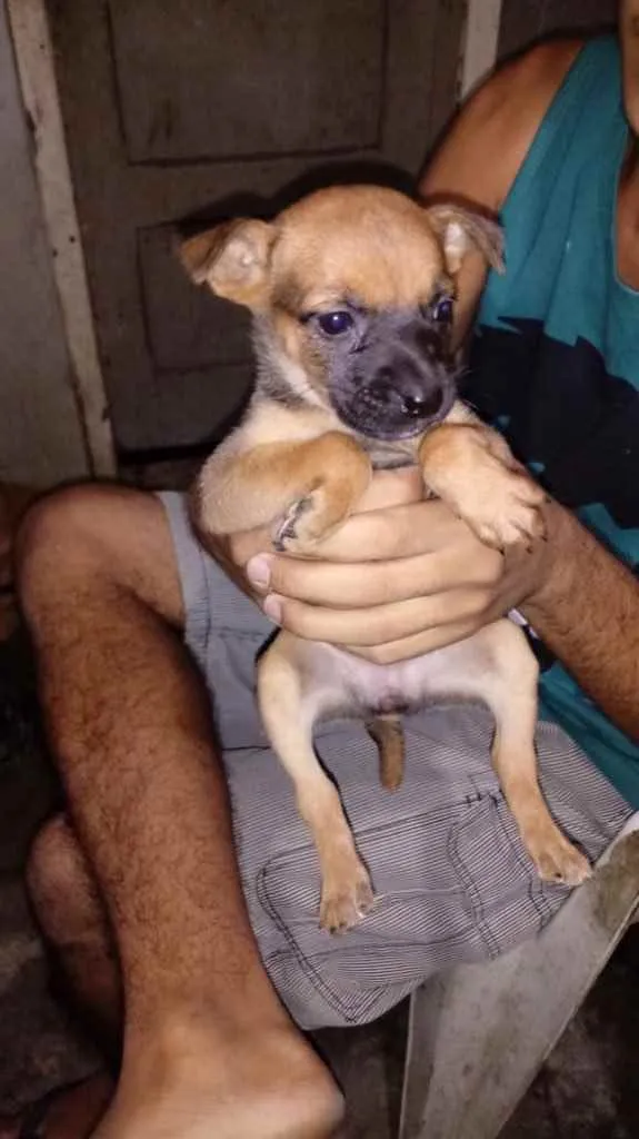 Cachorro ra a Srd idade Abaixo de 2 meses nome Sem nome