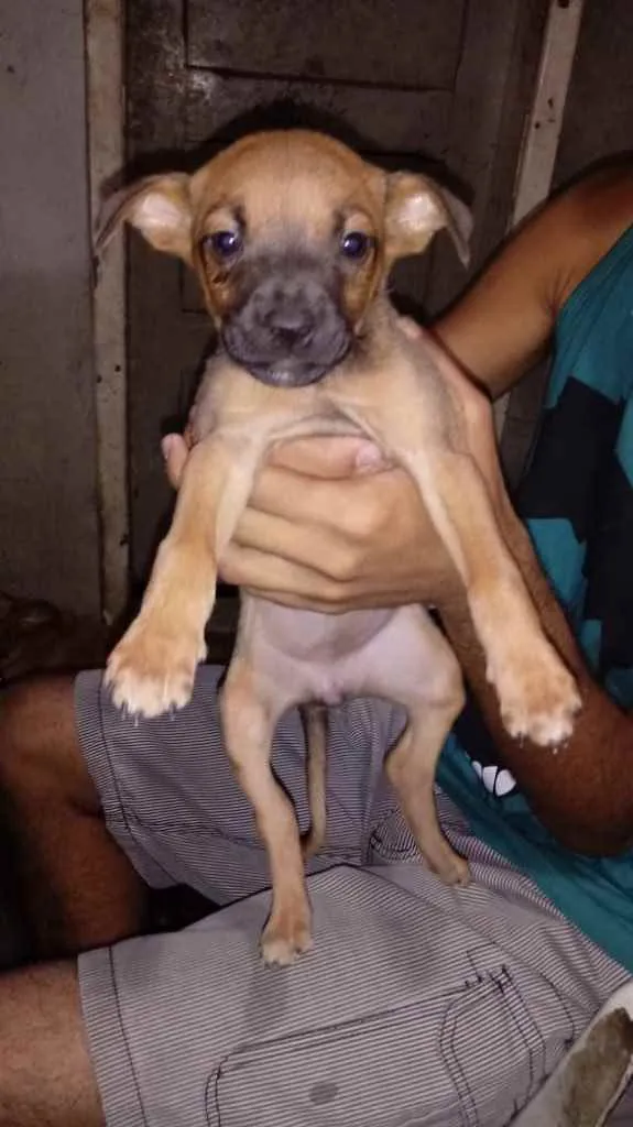 Cachorro ra a Srd idade Abaixo de 2 meses nome Sem nome