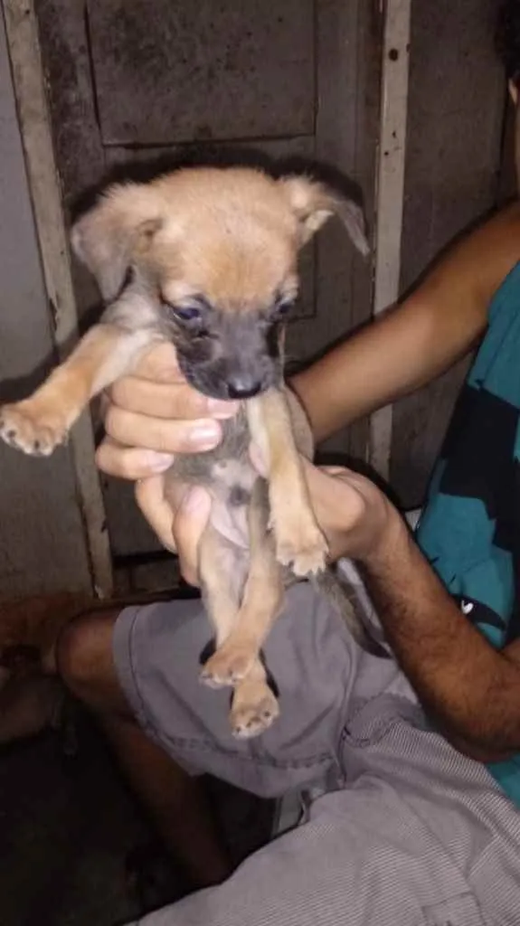 Cachorro ra a Srd idade Abaixo de 2 meses nome Sem nome