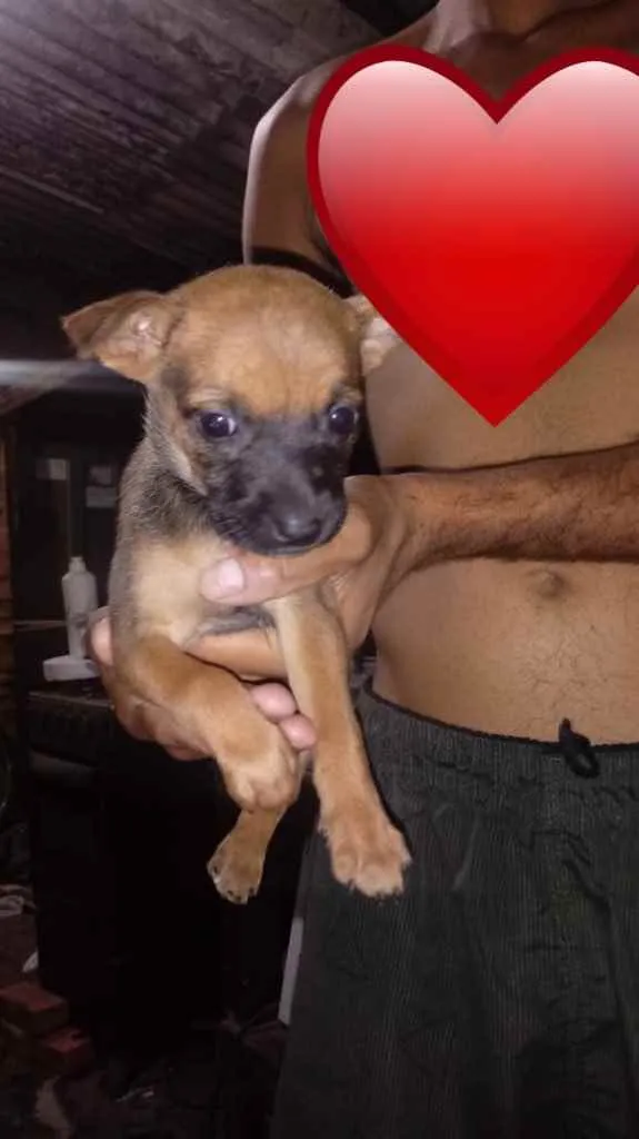 Cachorro ra a Srd idade Abaixo de 2 meses nome Sem nome