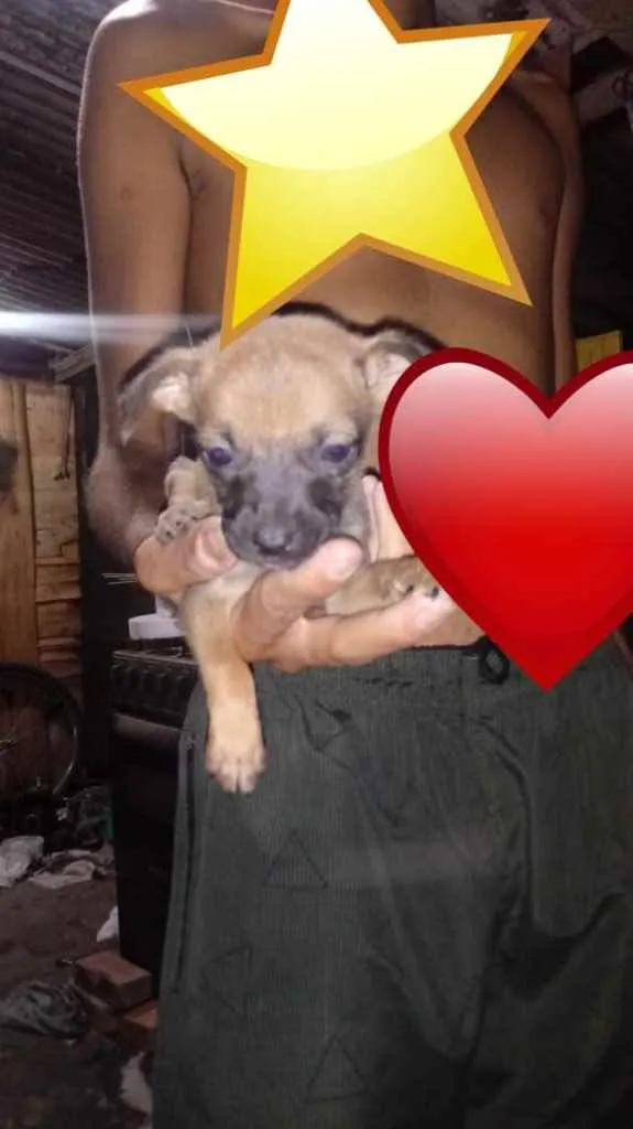 Cachorro ra a Srd idade Abaixo de 2 meses nome Sem nome