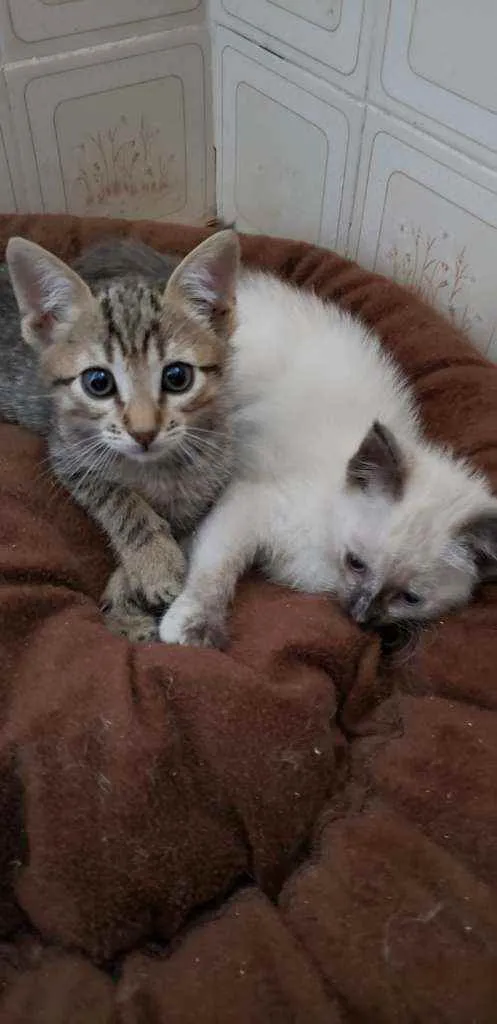 Gato ra a Srd idade 2 a 6 meses nome Bebes para adocao