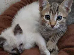 Gato raça Srd idade 2 a 6 meses nome Bebes para adocao